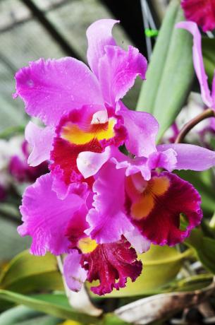 И това е още един от моите прекрасни Orchid - Cattleya. Направих приятели с нея наскоро.