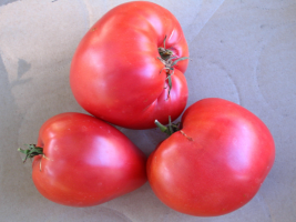 6 високи доматени оранжерии и изпускателната сибирски размножаване