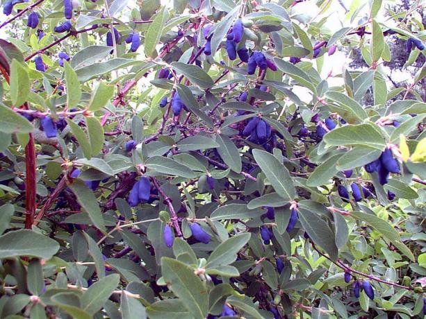 Синята фея в градината - това е за орлови нокти! Снимки за публикуване са взети от интернет