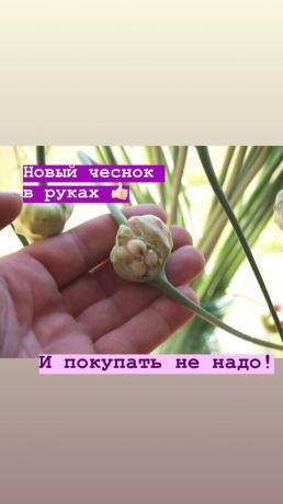 Стрелки - без допълнително чесън на легло. Снимка: blog.garlicfarm.ru