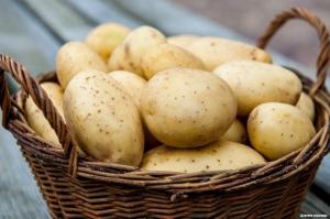 Как и къде ли не може да се съхранява картофи
