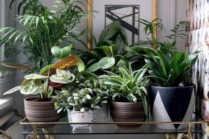 6 стилен и оригинален начин да украсите вашите стайни растения