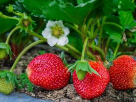 5 прости правила за грижа за ягоди в градината през юли и август на следващата година беше страхотна реколта