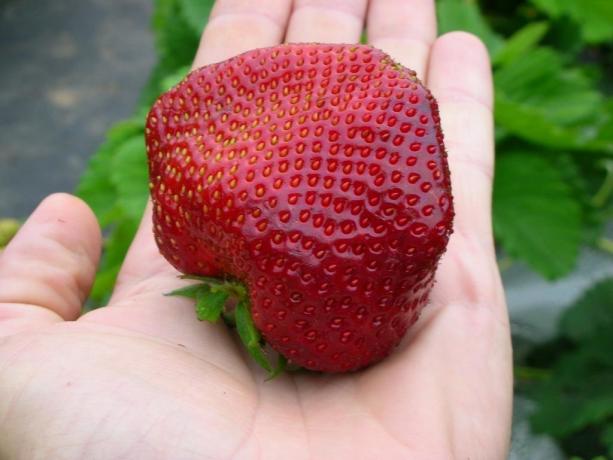 Големи и вкусни ягоди - в резултат на правилна грижа! (