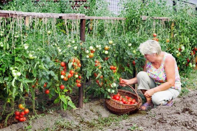 Събиране домати (superdom.ua)
