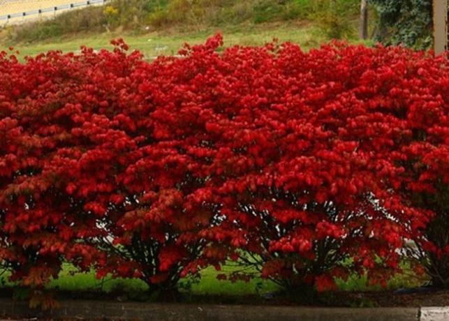 Червени листа през есента Euonymus (landas.ru)