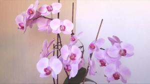 5 грешки в грижата за Phalaenopsis орхидея