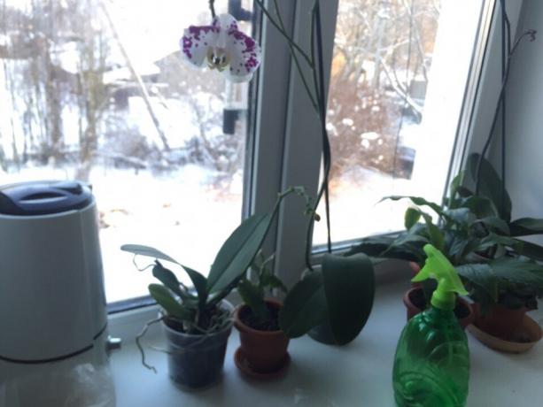 Зимна хидратираща орхидея