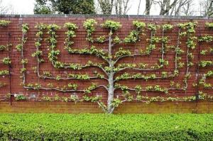 Хедж ябълкови дървета растат: оригиналните оградите с ръцете си