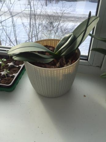 Моята орхидея след трансплантация по правилния начин, за да се възстанови бързо от залива и влезе в растеж