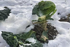Защо определено трябва да оставите корените на зеле под снега, но не и да ги отстрани през есента?