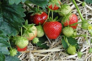 Как да се грижим за ягоди по време на плодните