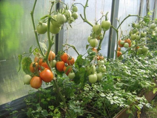 Узряване домати в оранжерията може да се ускори! (Mojateplica.ru)