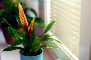 Vrieziya: как да се грижи за растенията у дома