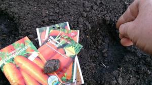 Засаждане моркови по zimu- как да се избегнат грешки.