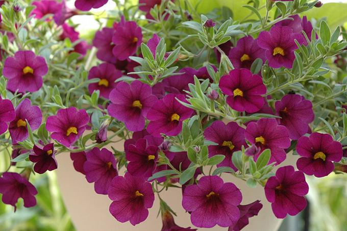 Разнообразието от цветове - това е за Calibrachoa. Снимка: plants.barnnurserylandscape.com