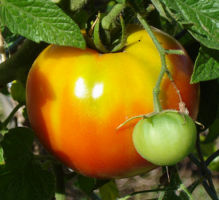 Разкрива тайните на запазване на пресни домати през зимата