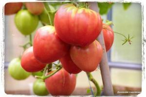 5 най-сладките сортове домати