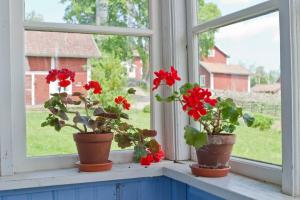 За по-добро прозорец, за да изведе здравец, орхидеи, виолетки и Spathiphyllum