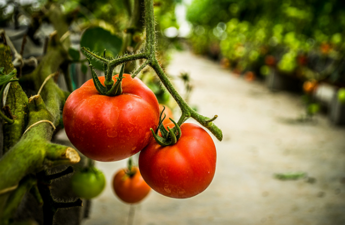 Необходимо е да се отстранят по-долните листа на домат за предотвратяване на Phytophthora