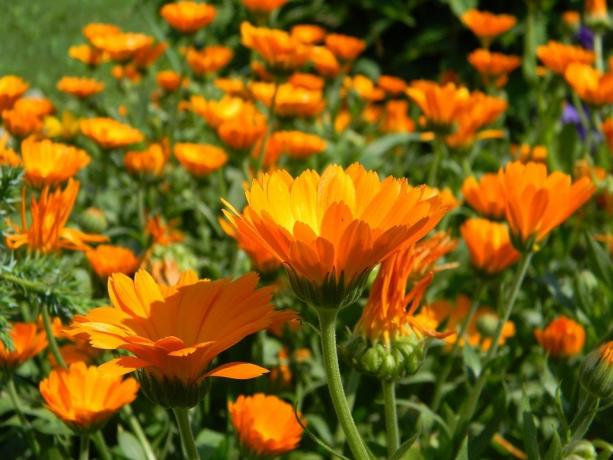 Marigold семената покълнат много добре, както и на самите растения - нарастват с бързи темпове и образуват пъпки!