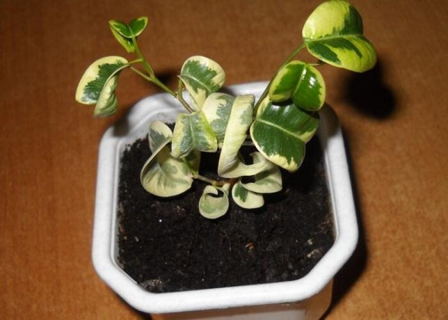 Само решите да купите Ficus benjamina и се страхува от неговите капризи? Купи дебне с ръце или да вземе в познатото: растение вече е адаптирана към домашната обстановка. Снимка: woman-ville.ru