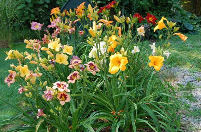 Струва ми се, че daylilies тихо, но бързо попълнено нашите градини. Преди 15 години, на цветето е по любопитство, отколкото обичайните затворник легла. И сега какво?