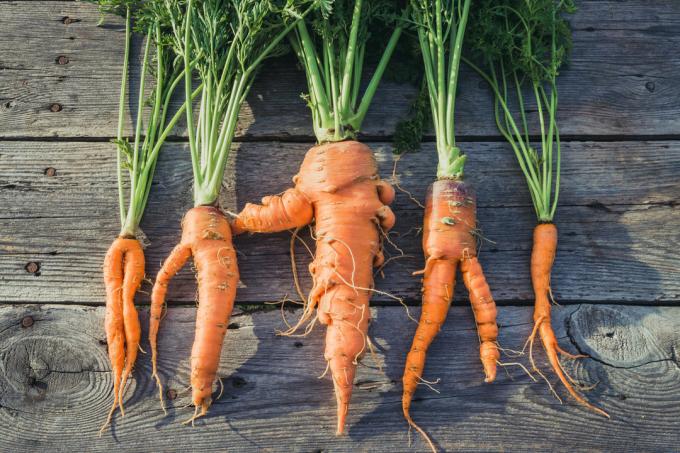Защо моркови расте крива? | Градинарство и градинарство
