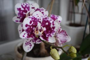 5 стъпки за красива орхидея Phalaenopsis къща