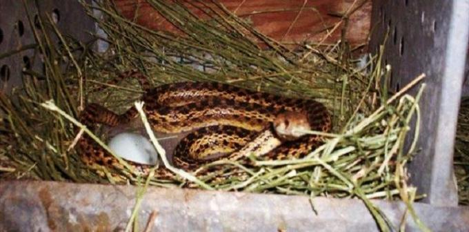 Тъмно плевня със слама може да бъде чудесен дом за змии
