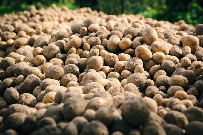 2 тъпи грешки отглеждане на картофи | Градинарство и градинарство
