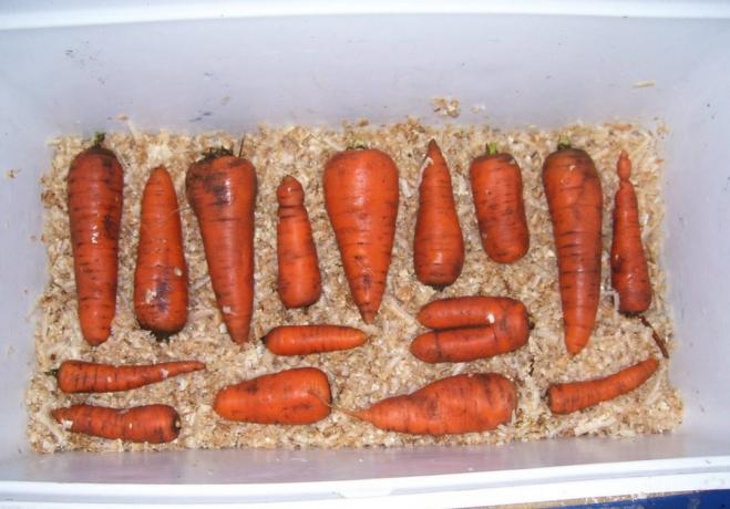 Стърготини е чудесно за съхранение на моркови | Градинарство и градинарство