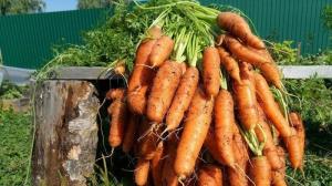 Сортове моркови, които винаги дават голям и перфектно поддържани