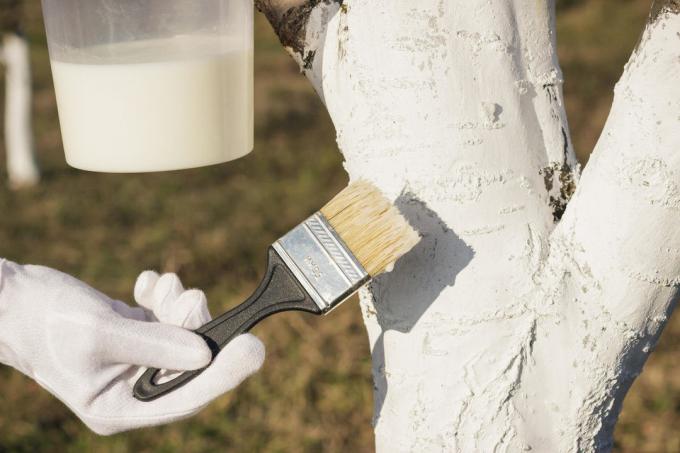 Боядисване с вар на дърветата трябва да се направи при хубаво време | Градинарство и градинарство