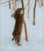 NO гризачи: защита градински дървета от зайци и мишки