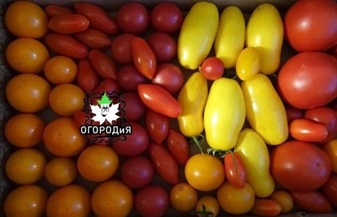 Моите urozhaychik домати в края на юли :)