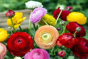 Непретенциозен eustomy претендент за градина: Цветя с желание и се грижи по-лесно