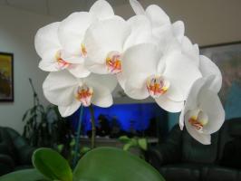 Phalaenopsis ще цъфтят пищно: саксия и почва