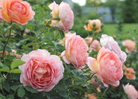 Как да направите втората вълна на цъфтежа рози през август