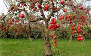 Как правилно да се грижи за старите плодни дървета в градината