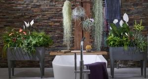 Растенията в банята допринасят блажена обстановка. 6 варианта на "на живо" декор