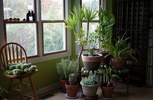 5 тропически растения къща, които изискват малко или никакво поддръжка