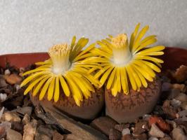 Lithops: камъни или растения?