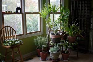 5 модерен, непретенциозен на стайните растения може да се превърне апартамента си в малка джунгла