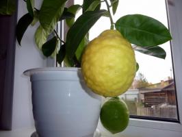 Изборът на подходящ дом за различни лимони правилно