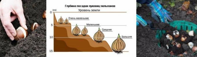 Един илюстративен пример на диаграма. Взети от mirfermera.ru