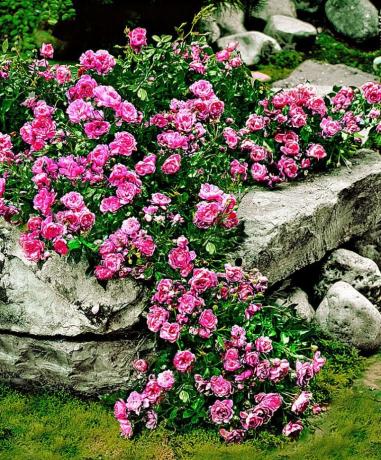 Carpet роза и камъни - една красива и необичайна комбинация