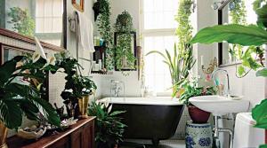 Стайни растения за стилна баня или как да донесе на живо докосване до интериора на вашия личното пространство