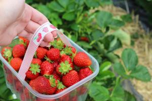 Много мустаци и плодове не: как да се повлияе на ягодите