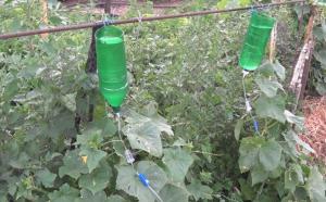Как да спестим вода за поливане на градината на вилата: Тайните на поливане